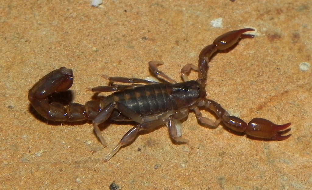 Bothriurus aguardente