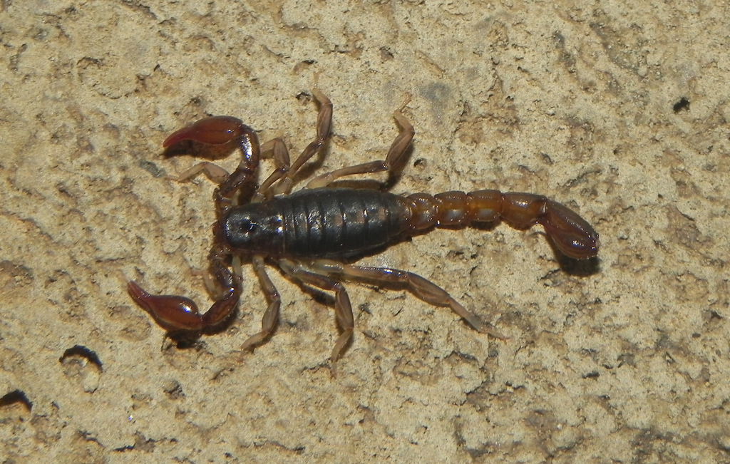 Bothriurus delmari