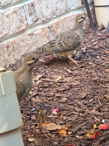 Mourning Dove
