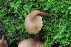 Auriscalpium villipes