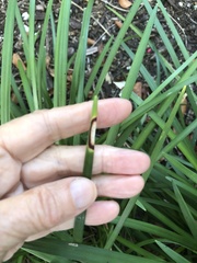 Colletotrichum liriopes