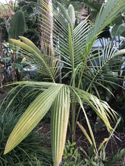 Areca catechu