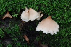 Auriscalpium villipes