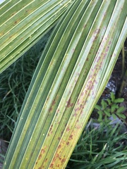 Calonectria