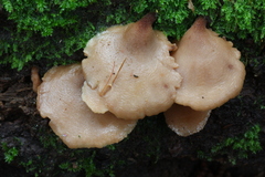 Auriscalpium villipes
