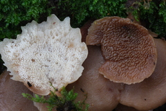 Auriscalpium villipes