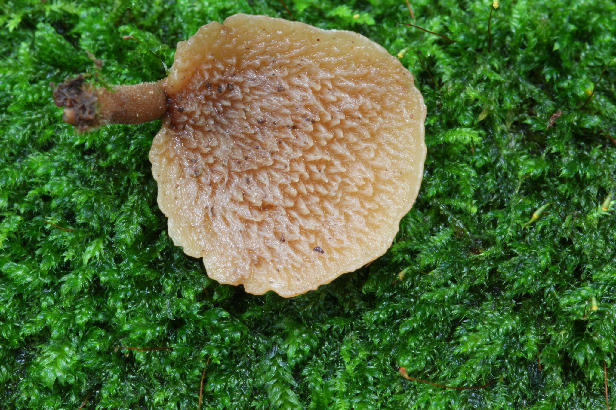 Auriscalpium villipes image