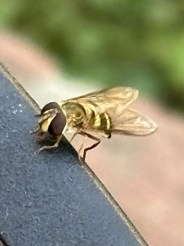 Unknown species found near Calais Cir, Nashville, TN, US