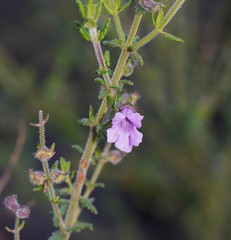 Prostanthera hirtula
