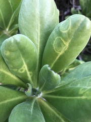 Cucumber mosaic virus