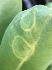 Cucumber mosaic virus