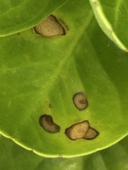 Mycosphaerella scaevolae