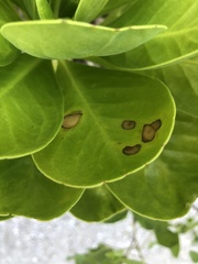 Mycosphaerella scaevolae