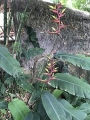 Heliconia subulata