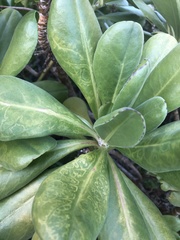 Cucumber mosaic virus