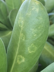 Cucumber mosaic virus