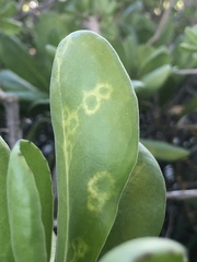 Cucumber mosaic virus
