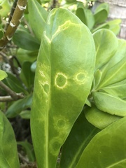 Cucumber mosaic virus