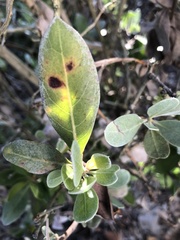 Calonectria