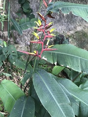 Heliconia subulata