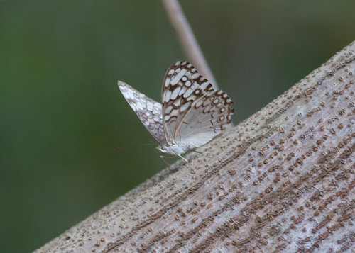 Glaucous Cracker