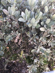 Calonectria