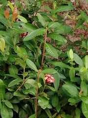 Ixora chinensis