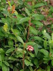 Ixora chinensis