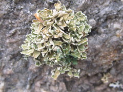 Cladonia strepsilis