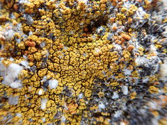 Flavoplaca citrina