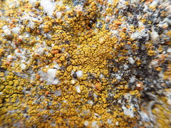 Flavoplaca citrina