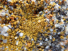 Flavoplaca citrina