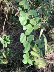 Crotalaria