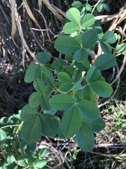 Crotalaria