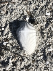 Anadara secticostata