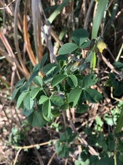 Crotalaria