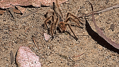 Phrixotrichus vulpinus