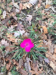 Dianthus balbisii