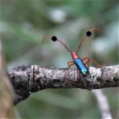 Compsocerus violaceus