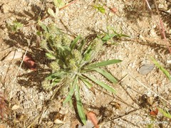 Plantago bellardii