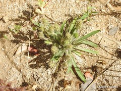 Plantago bellardii