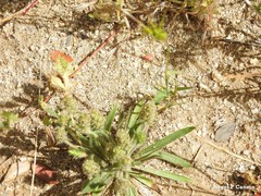 Plantago bellardii