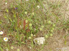 Valerianella discoidea