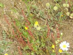 Valerianella discoidea
