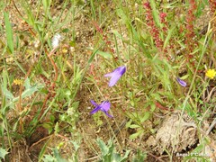 Campanula lusitanica