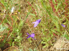 Campanula lusitanica