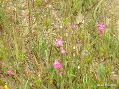 Silene scabriflora