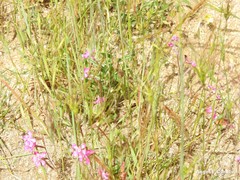 Silene scabriflora