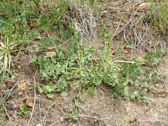 Pimpinella villosa