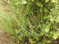 Santolina rosmarinifolia